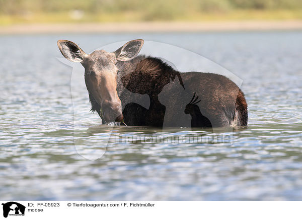 moose / FF-05923