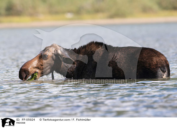 moose / FF-05924