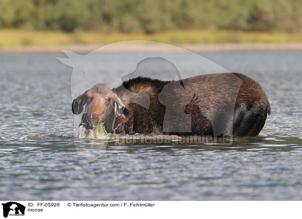 moose / FF-05926
