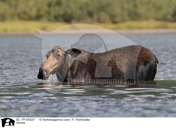 moose / FF-05927