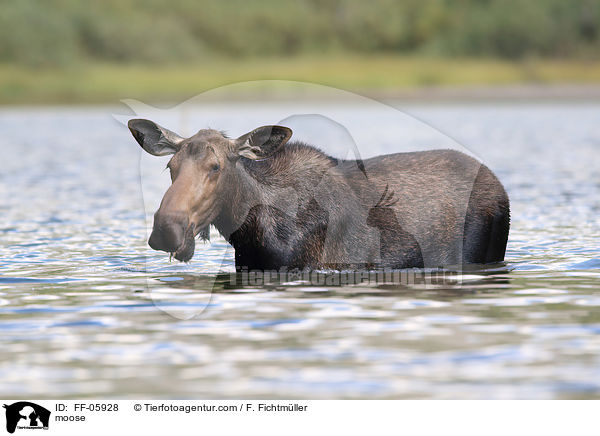 moose / FF-05928