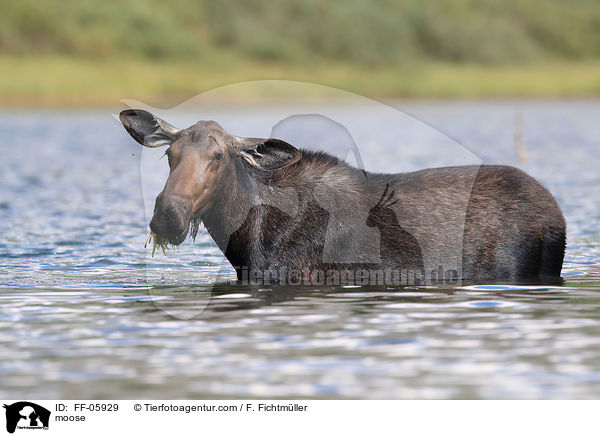 moose / FF-05929