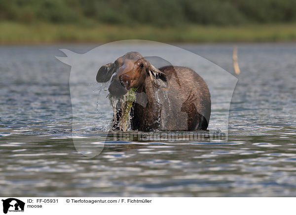 moose / FF-05931