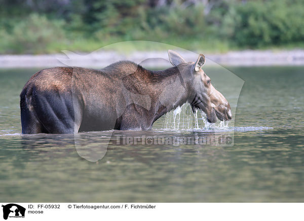 moose / FF-05932