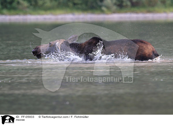 moose / FF-05933