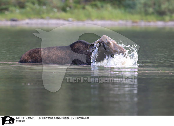 moose / FF-05934
