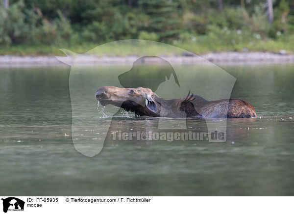 moose / FF-05935