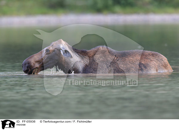 moose / FF-05936