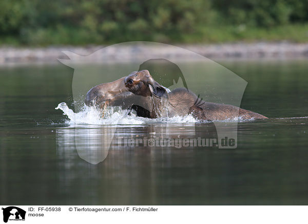 moose / FF-05938