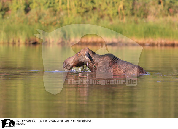 moose / FF-05939