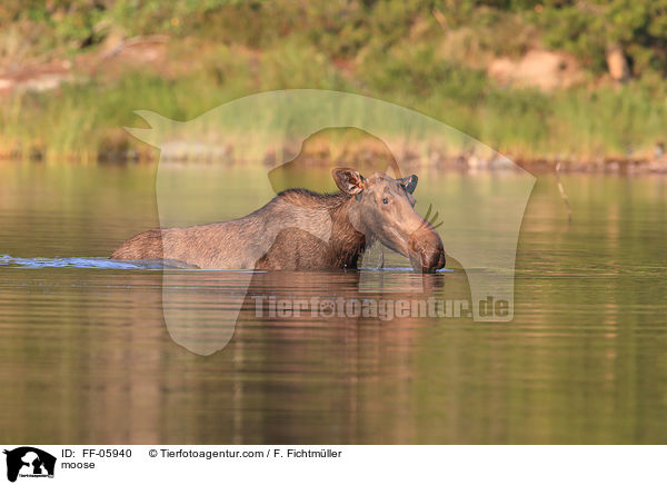 moose / FF-05940
