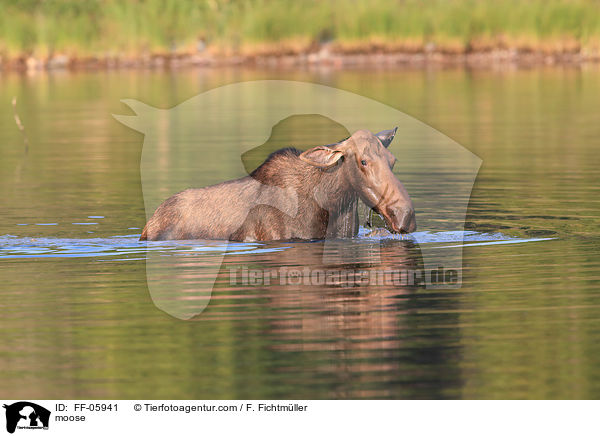 moose / FF-05941