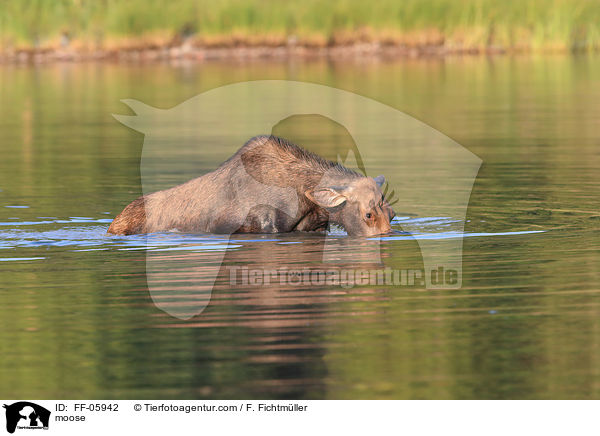 moose / FF-05942