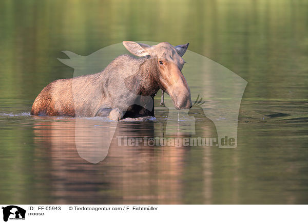moose / FF-05943