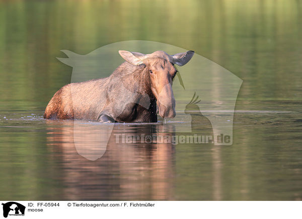 moose / FF-05944