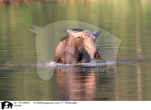 moose / FF-05947