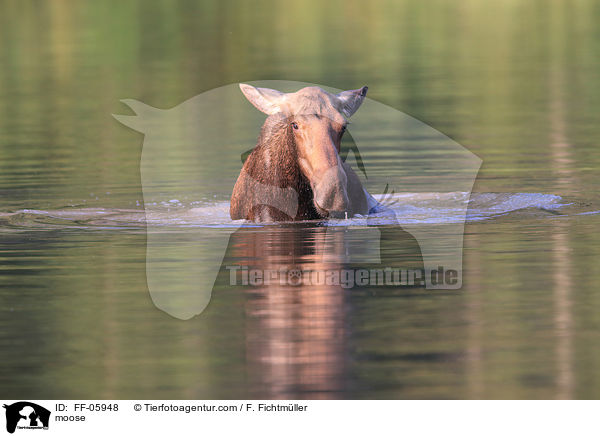 moose / FF-05948