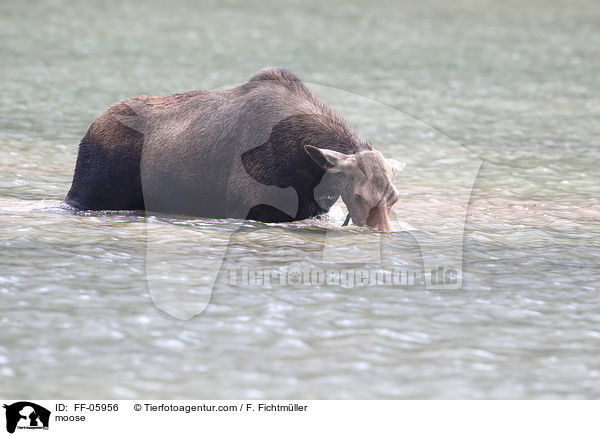 moose / FF-05956