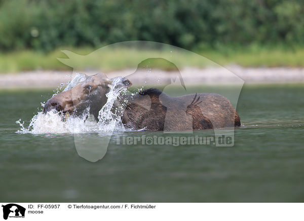 moose / FF-05957