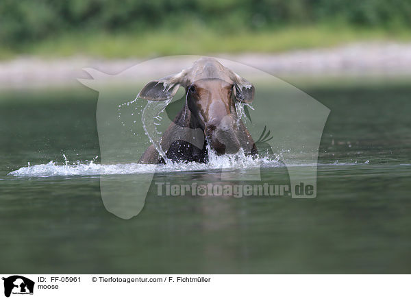 moose / FF-05961