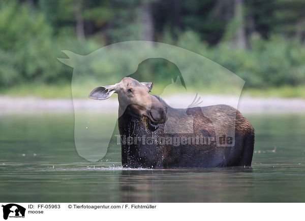 moose / FF-05963
