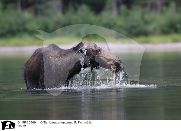 moose / FF-05969