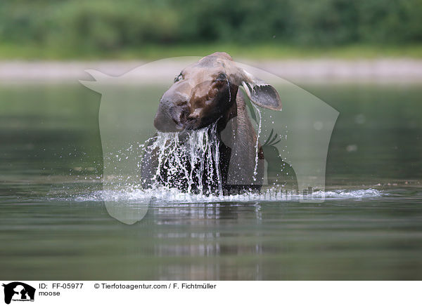 moose / FF-05977