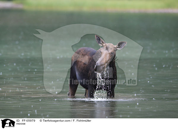 moose / FF-05979