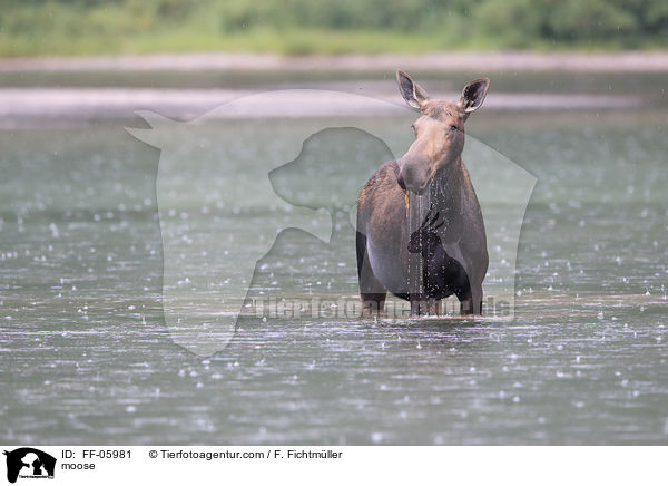 moose / FF-05981