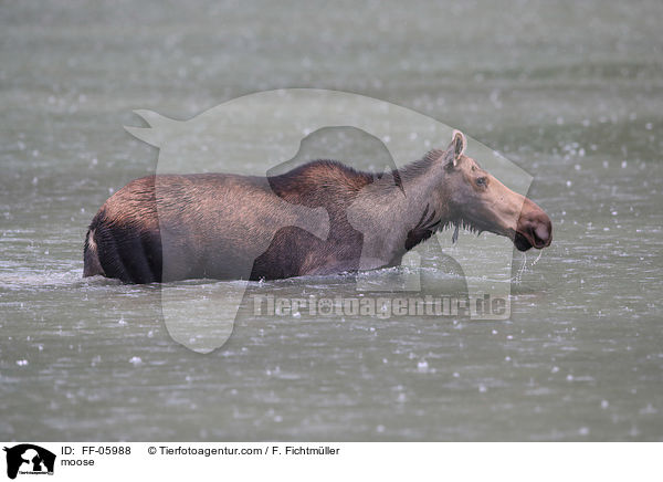 moose / FF-05988