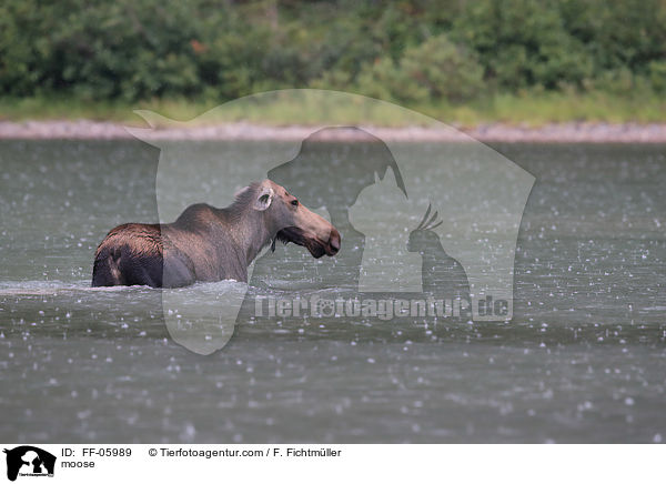 moose / FF-05989