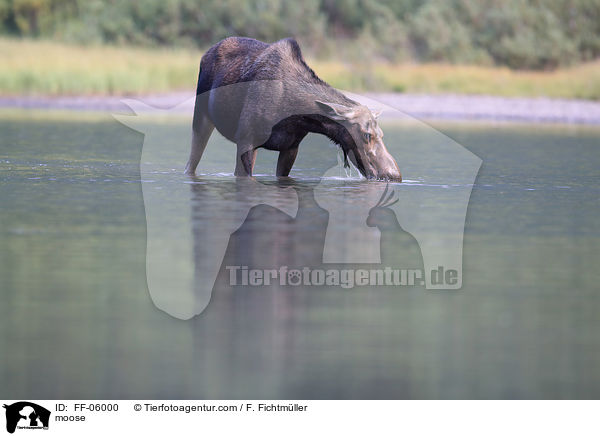 moose / FF-06000