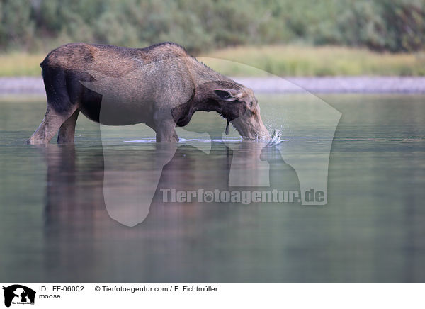 moose / FF-06002