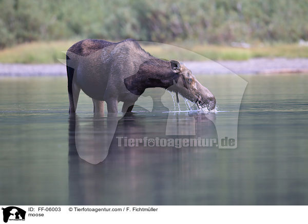 moose / FF-06003