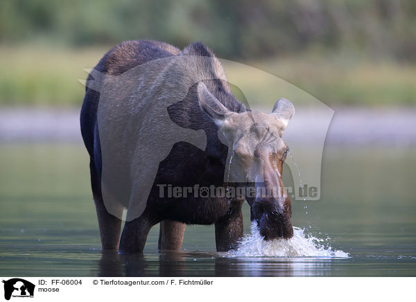 moose / FF-06004