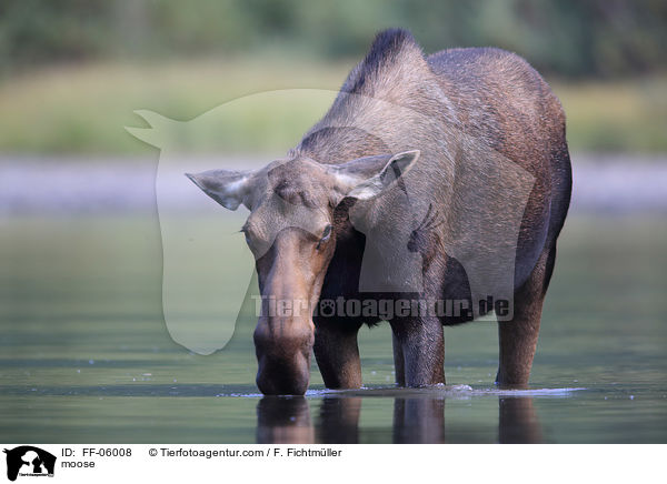moose / FF-06008