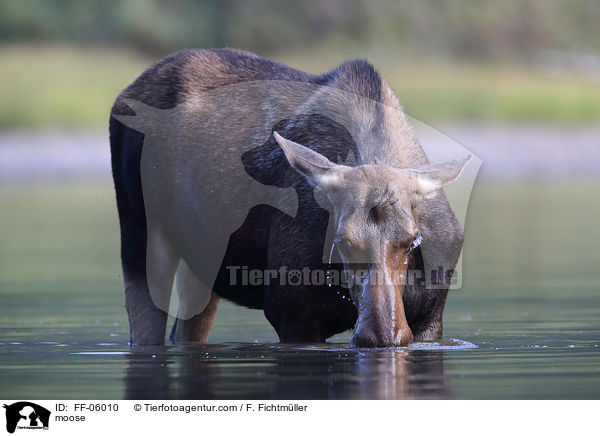 moose / FF-06010