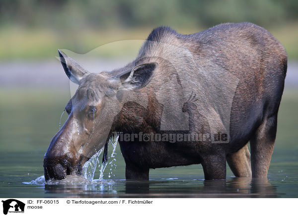 moose / FF-06015