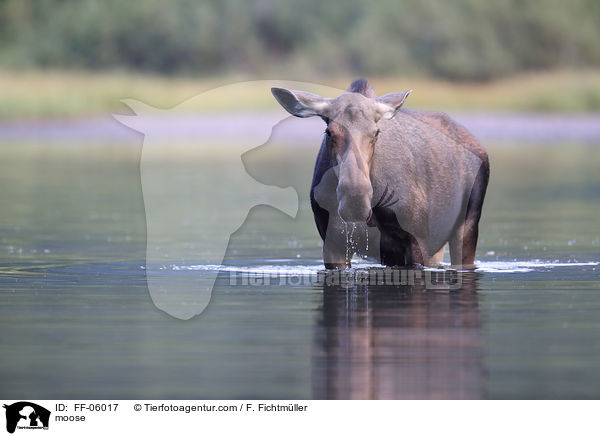 moose / FF-06017