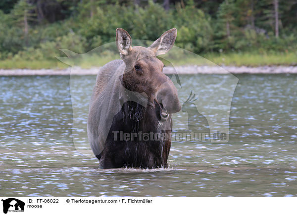 moose / FF-06022