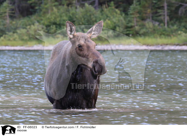 moose / FF-06023