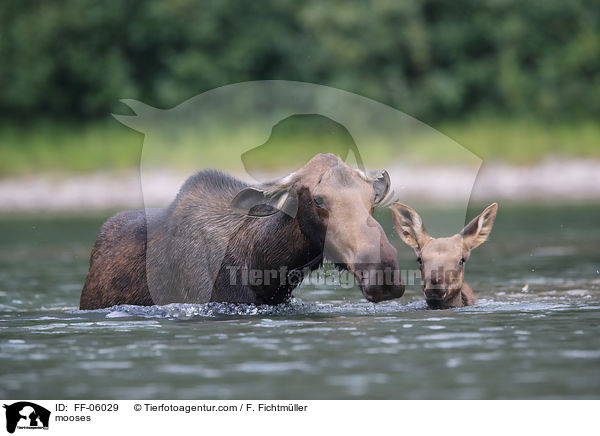 mooses / FF-06029
