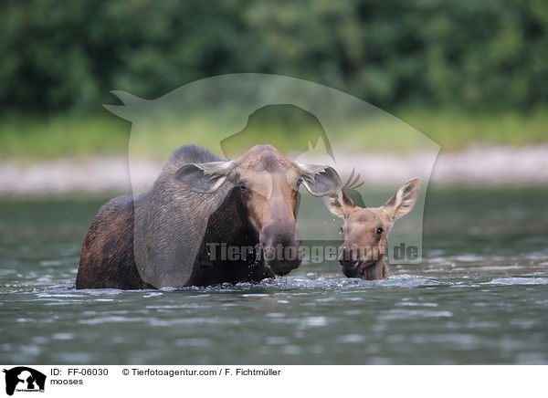 mooses / FF-06030