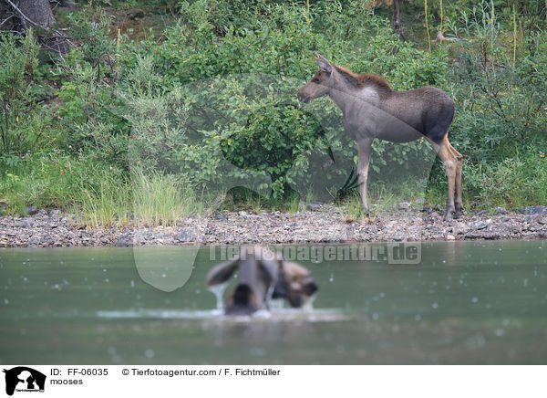 mooses / FF-06035