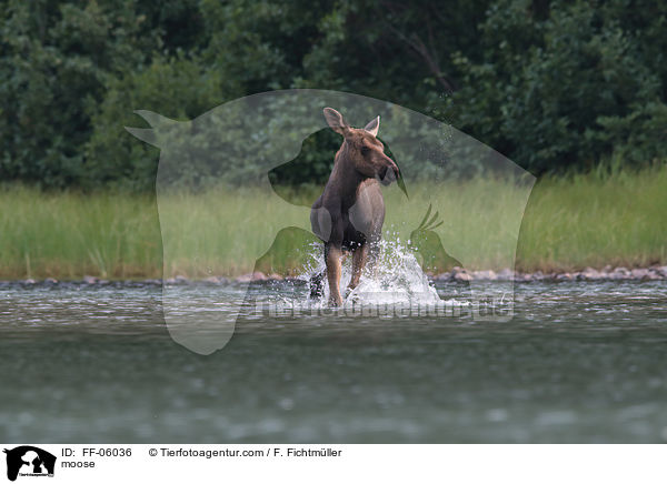 Elch / moose / FF-06036