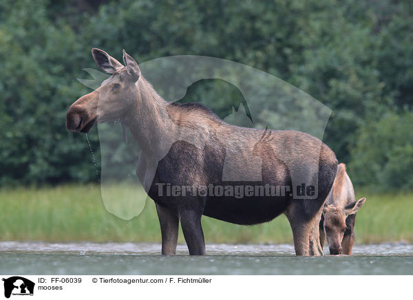 Elche / mooses / FF-06039