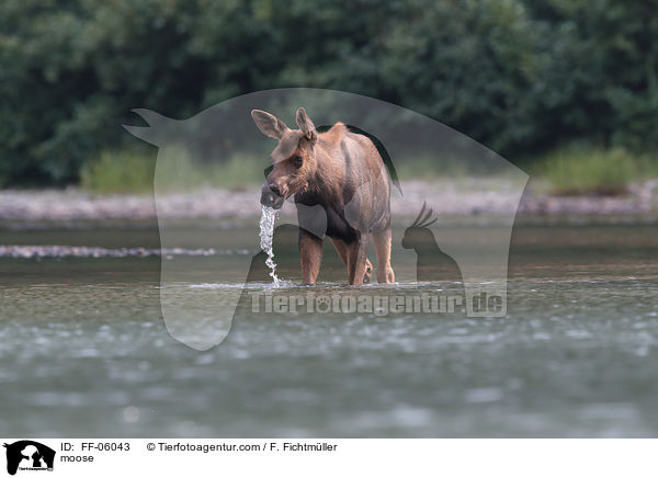 moose / FF-06043