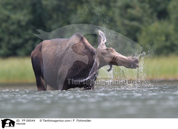 Elch / moose / FF-06044
