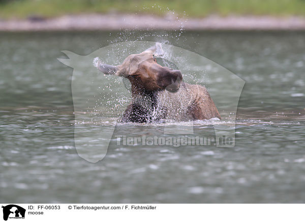 Elch / moose / FF-06053