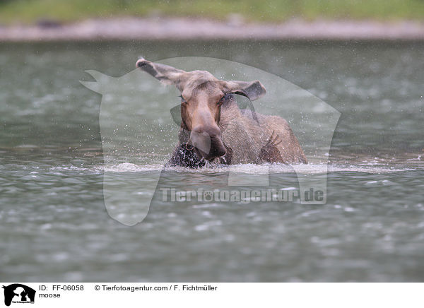 Elch / moose / FF-06058